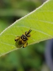 Conura amoena