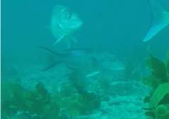 Bodianus unimaculatus