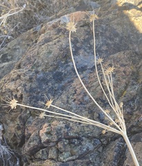 Lomatium nudicaule