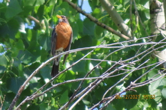 Turdus migratorius