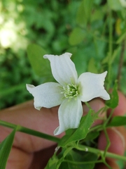 Clematis campaniflora