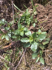 Penstemon serrulatus