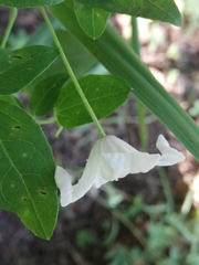 Clematis campaniflora