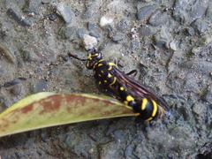 Phimenes flavopictus formosanus