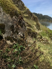 Penstemon serrulatus