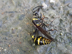 Phimenes flavopictus formosanus