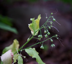 Silene stellata