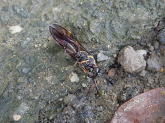 Phimenes flavopictus formosanus