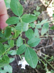 Clematis campaniflora