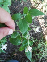Clematis campaniflora