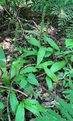 Platanthera flava