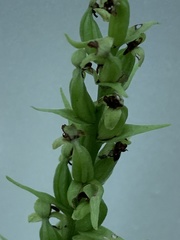 Platanthera flava