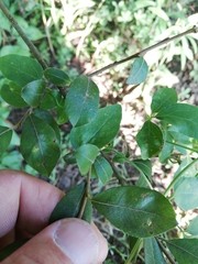 Clematis campaniflora