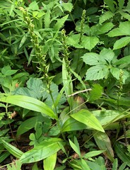 Platanthera flava