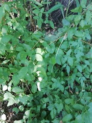 Clematis campaniflora
