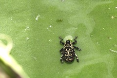 Peltophorus polymitus