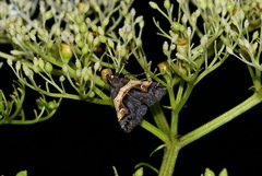 Bertula abjudicalis