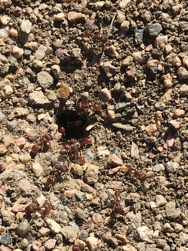 Western Harvester Ant photo 4
