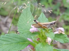 Pseudochorthippus curtipennis