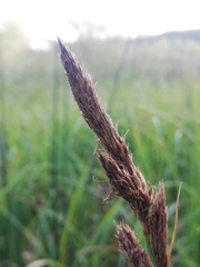 Carex hispida