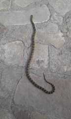 Pituophis lineaticollis