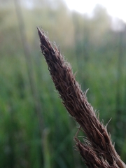 Carex hispida