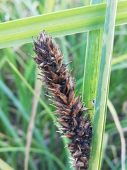 Carex hispida