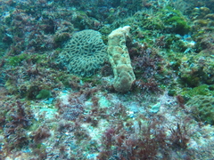 Hexabranchus