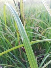 Carex hispida