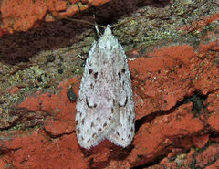 Semioscopis megamicrella