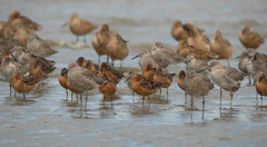 Limnodromus griseus caurinus