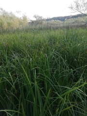 Carex hispida