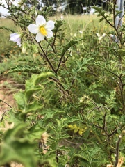 Solanum sisymbriifolium