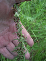 Pedicularis uralensis
