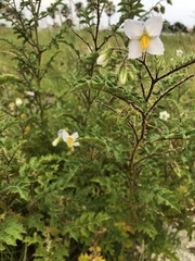 Solanum sisymbriifolium