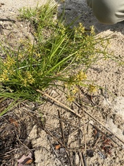 Cyperus dentatus