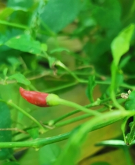 Capsicum frutescens