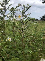 Solanum sisymbriifolium