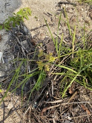 Cyperus dentatus