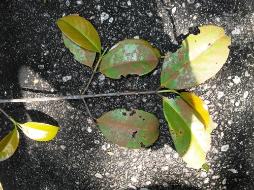 Gynotroches