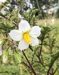 Solanum sisymbriifolium