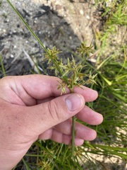 Cyperus dentatus