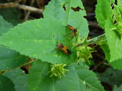 Hypselonotus bitrianguliger