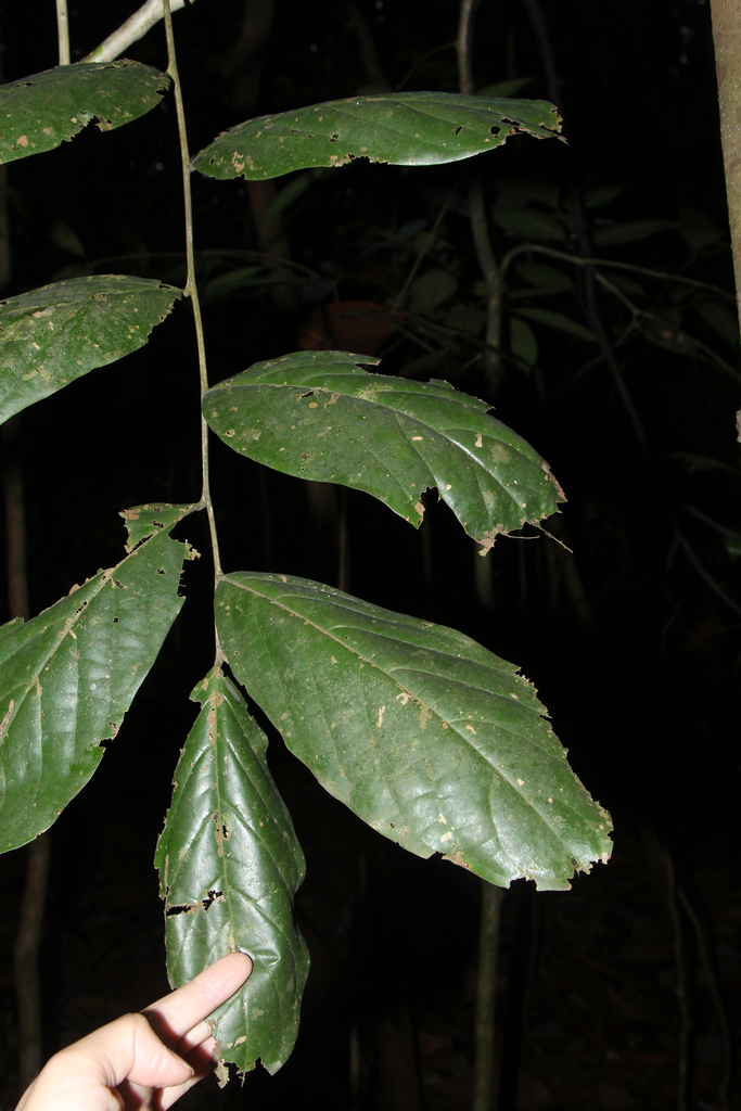 Galearia fulva (Galearia fulva)
