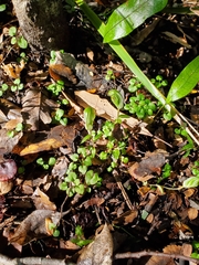 Pterostylis trullifolia