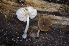 Pluteus phaeocyanopus