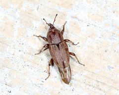 Sphenophorus venatus