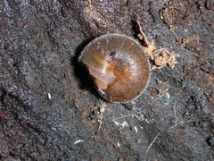 Vespericola armigera