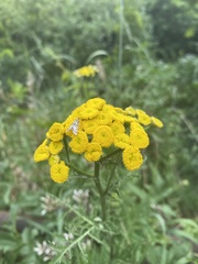 Tanacetum vulgare