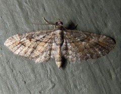 Eupithecia graefii